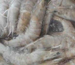 91视频网站下载厂家解决海鲜水产行业冷库问题 。