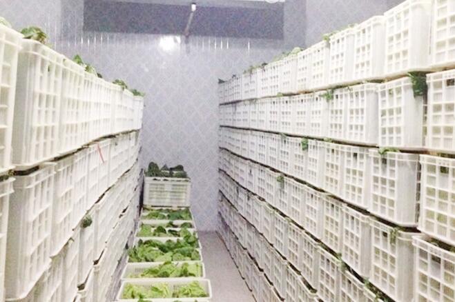 蔬菜保鲜冷库存储技术及保鲜期限，由91视频网站下载厂家来解释